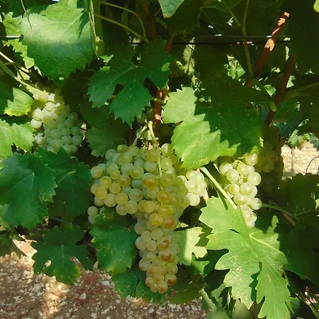 Farm stay Circugnano Grassina