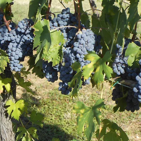 Circugnano Farm stay